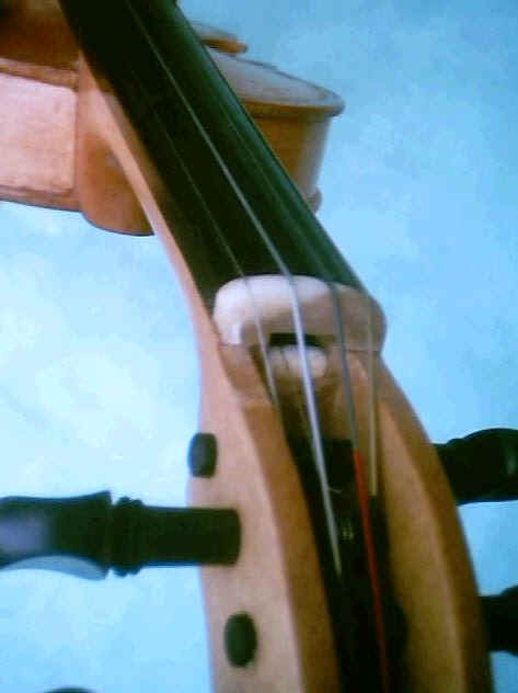 latfiol neck/head